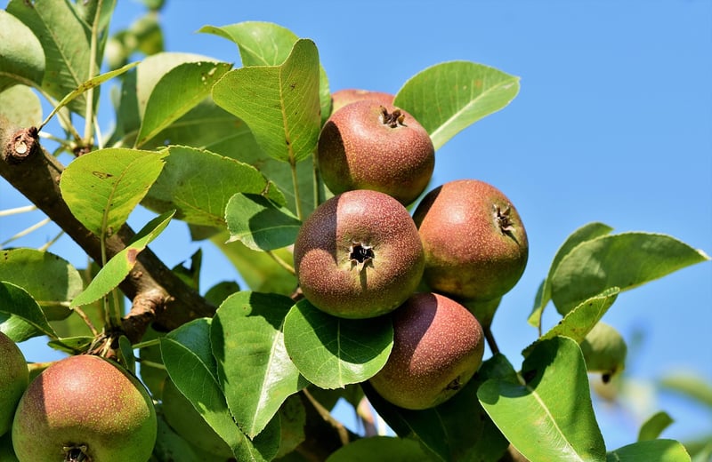Fairy-Tale Orchard